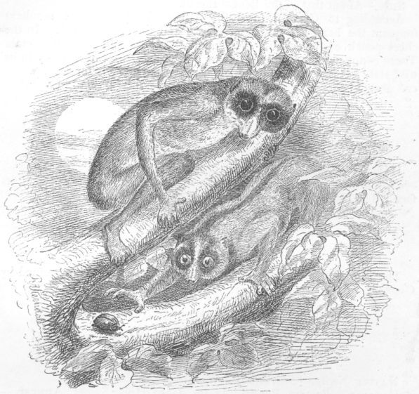 Loris gracilis and Nycticebus tardigradus