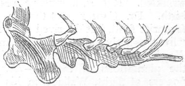 Sternum of Pteropus.