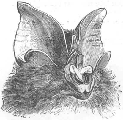 Rhinolophus luctus.