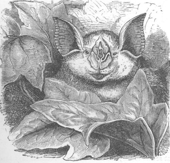 Rhinolophus ferrum-equinum.