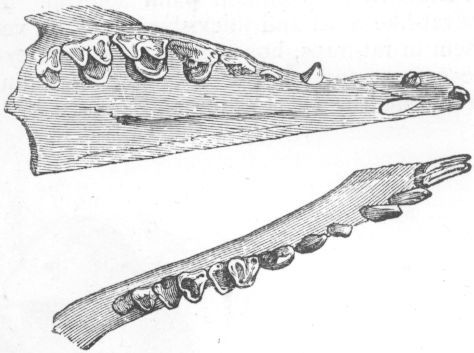 Dentition of Tupaia.