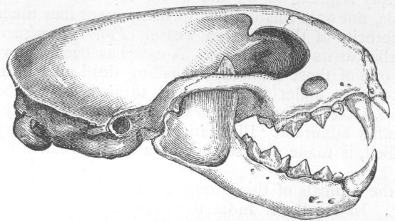 Skull of Putorius.
