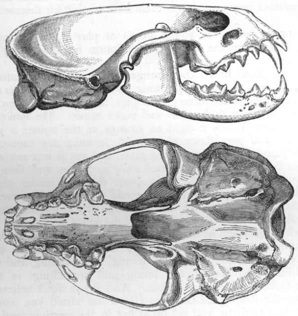 Otter's skull.