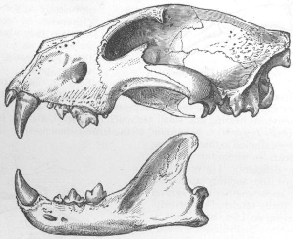 Skull of Tiger.