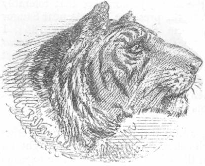 Head of Tiger.