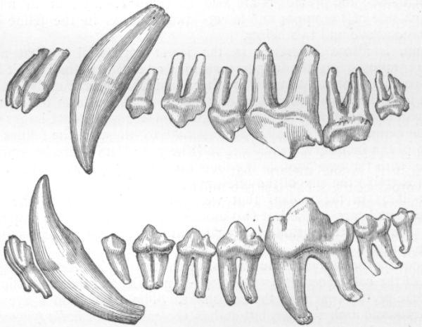 Dentition of Wolf.