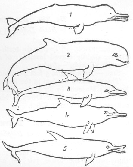 Comparison of Dolphins.
