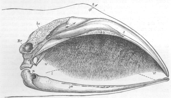 Skull of Baleen Whale.