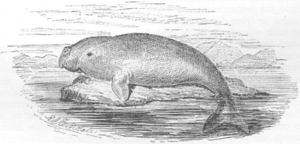 Halicore dugong.