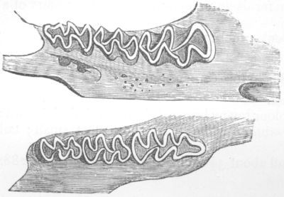 Dentition of Arvicola.
