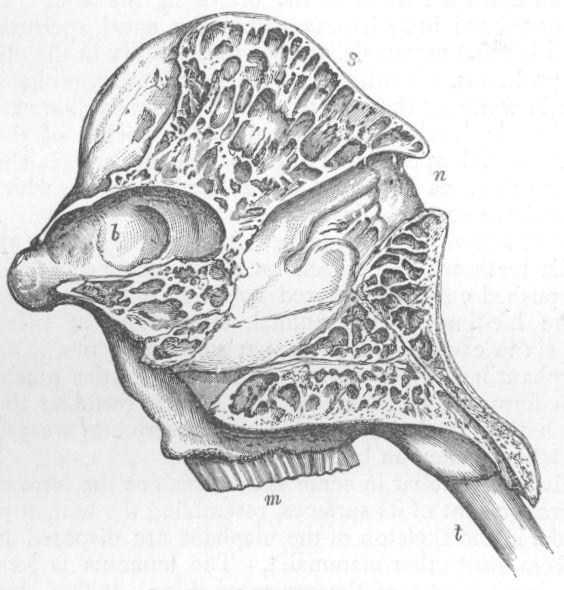 Section of Elephant's Skull.