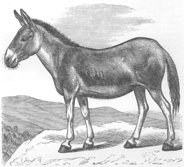 Equus onager.