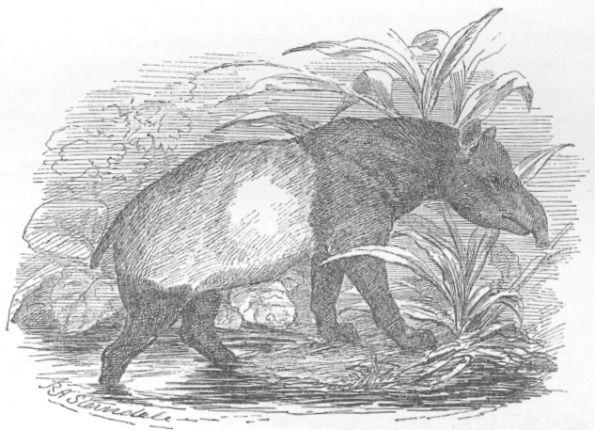 Tapirus Malayanus.