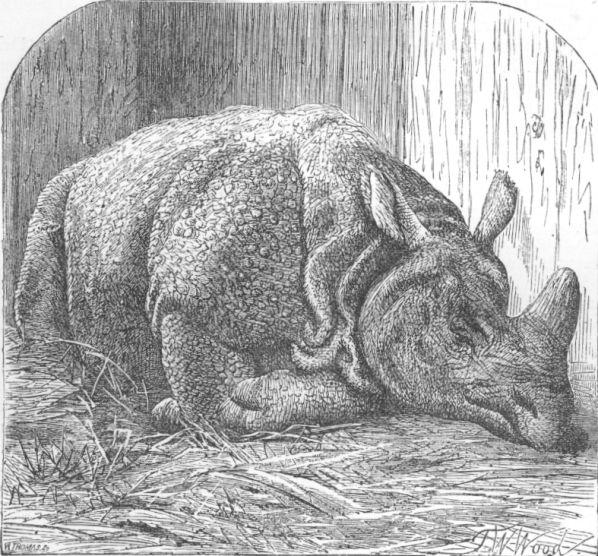 Rhinoceros Indicus.