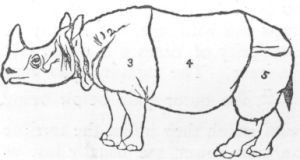 Rhinoceros Indicus.