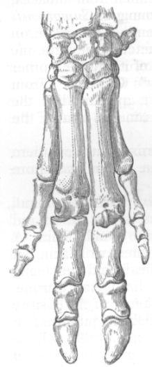 Bones of a Pig's foot.