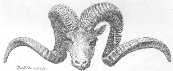 Horns of Ovis Polii.