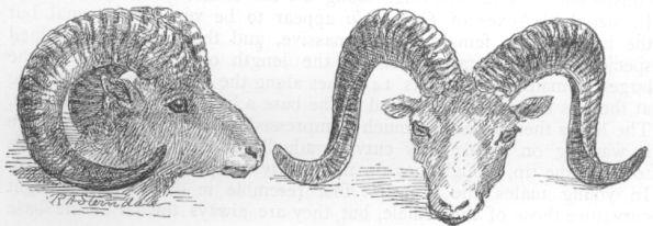 Horns of Ovis Karelini.