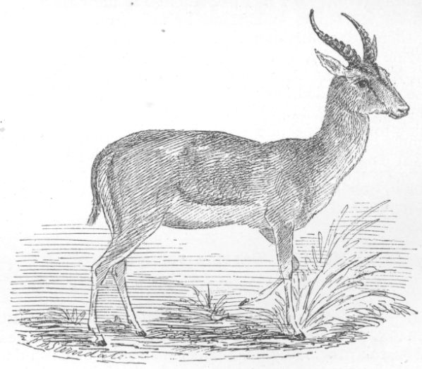 Gazella subgutterosa.