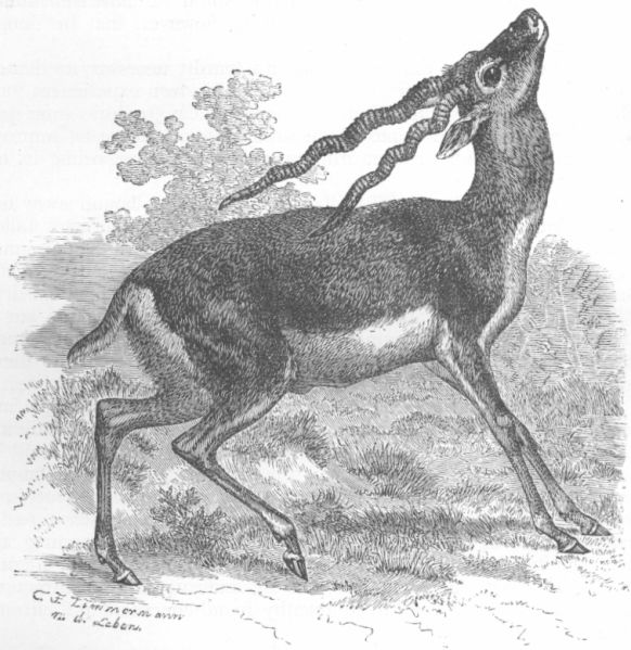 Antelope bezoartica.