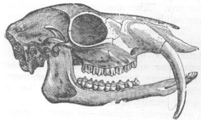 Skull of Musk Deer.