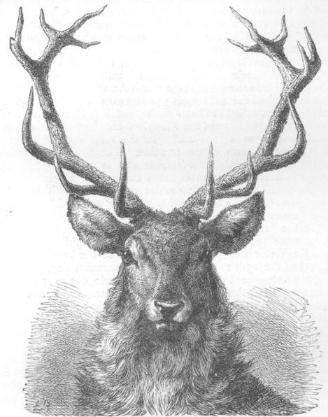Stag with Horns matured.