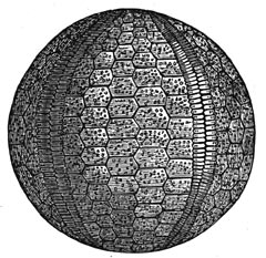 Fig. 176–177. Zeeëgels en zeeleliën uit de steenkoolperiode.