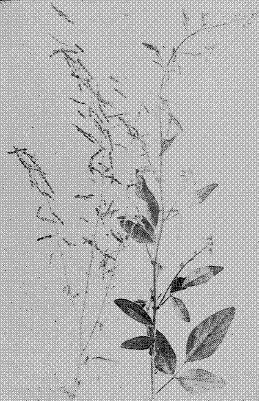 Fig. 11. Beggar Weed or Florida Clover (Desmodium tortuosum)