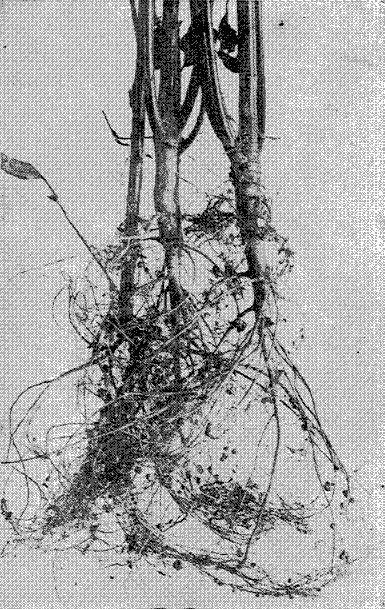 Fig. 12. Beggar Weed (Desmodium tortuosum)