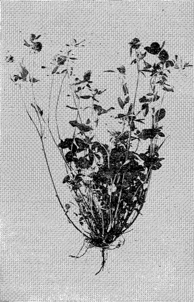 Fig. 2. Medium Red Clover (Trifolium pratense)