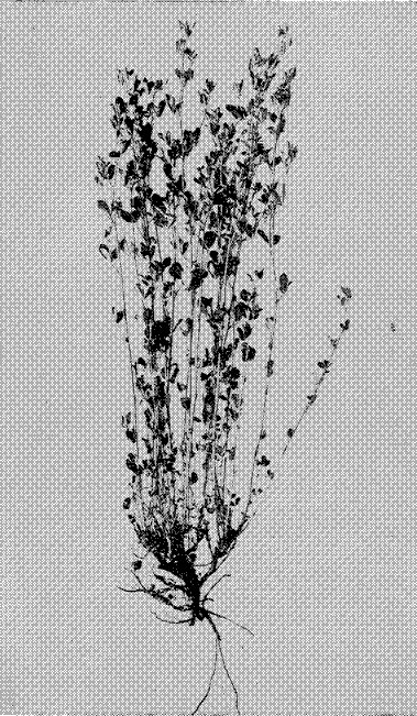 Fig. 3. Alfalfa (Medicago sativa)