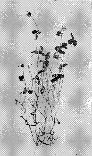Fig. 7. White Clover (Trifolium repens)