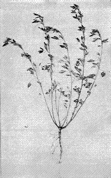 Fig. 9. Sweet Clover (Melilotus alba)