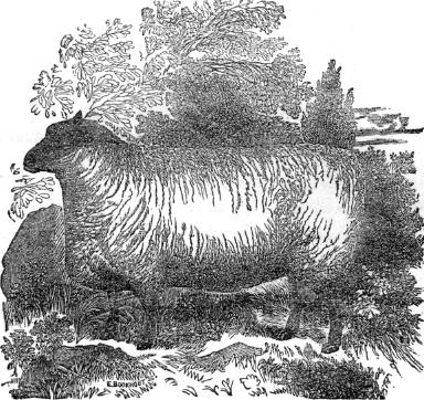 Southdown ram