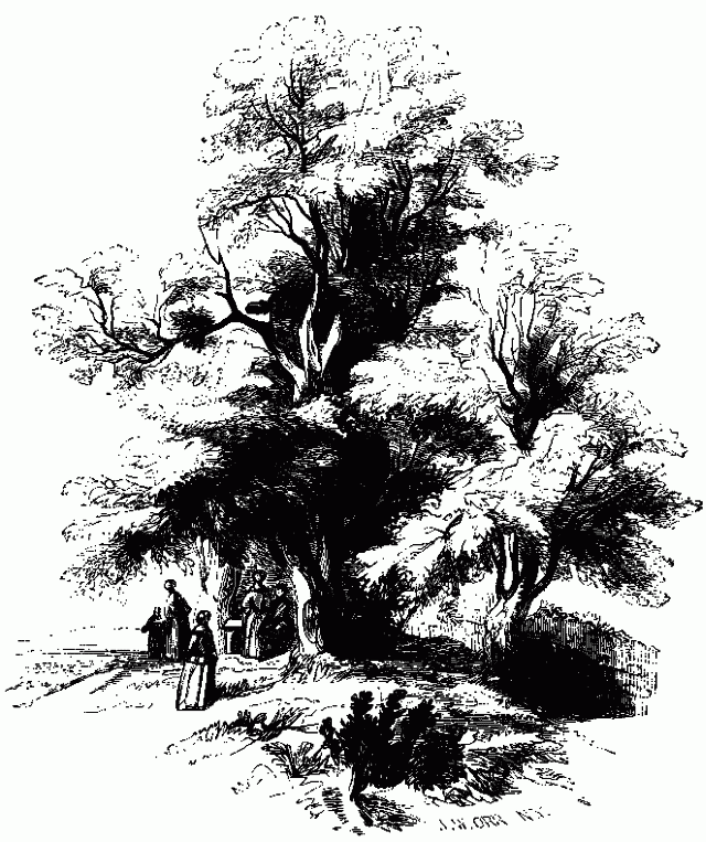 Illustration: TREES ON ST ANNE'S HILL.