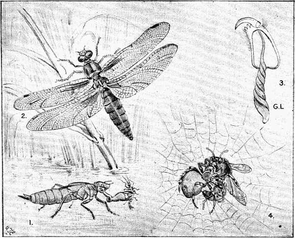 1. Young Dragon-Fly and "Mask" (magnified).
2. Dragon-fly.
3. Poison Gland of Spider (much magnified).
4. Spider and Bee Fighting.