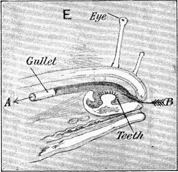 Fig. E.—Section of Snail's Head (much magnified).