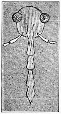 Fig. 1.—Head of Insect with eyes at side (greatly
magnified).