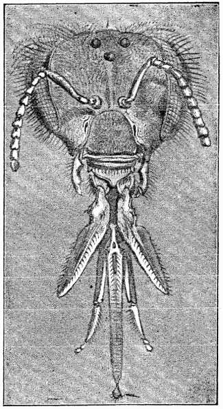 Fig. 2.—Head of Worker Bee (greatly magnified).