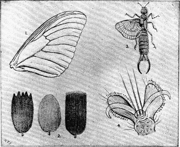 1. Butterfly's Wing (magnified).
2. Scales from Butterfly's Wing (greatly magnified).
3. Earwig (magnified): one wing folded, the other open.
4. Foot of Fly (greatly magnified).