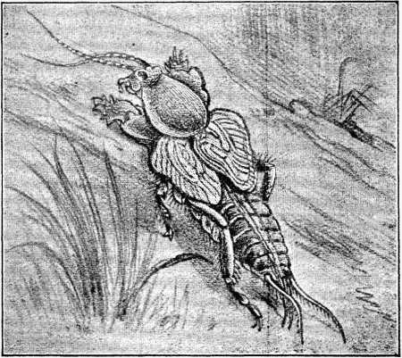 Fig. 1.—Mole Cricket (magnified).