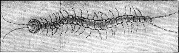 Fig. 3.—Centipede (magnified).