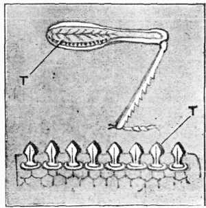 Fig. 1.—Above, leg of American Grasshopper, magnified;
musical instrument at T. Below, musical instrument of American
Grasshopper, greatly magnified.