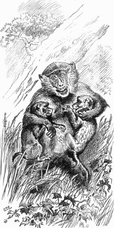 "Mrs. Baboon and her family escaped unhurt."