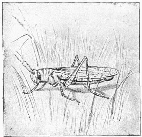 Fig. 1.—Grasshopper, slightly magnified.