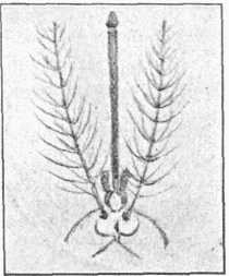 Fig. 4.—Antenna of Gnat, greatly magnified.