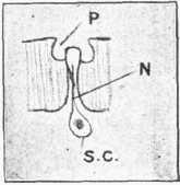 Fig. 6.—Section of "leaf" of Cockchafer's Antenna,
greatly magnified.