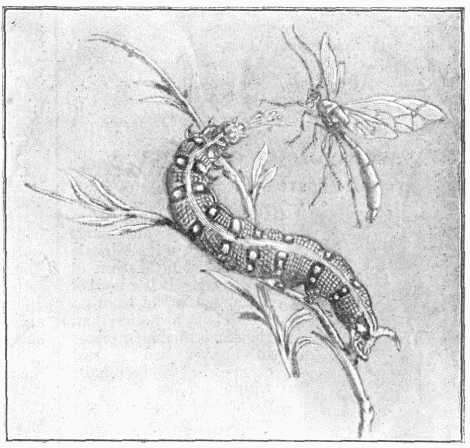 Fig. 5.—Caterpillar of Spurge-hawk Moth fighting
Ichneumon Fly.