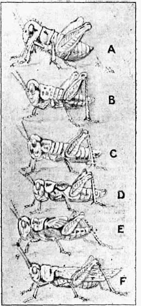 Fig. 2.—Stages of Locust's Growth.