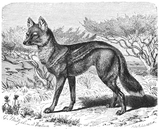 Gestreepte Wolf (Canis adustus). ⅛ v. d. ware grootte.